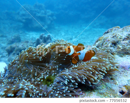 海葵和海葵魚・沖繩海 77056532