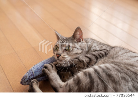 貓玩毛絨動物,Sabatra貓 貓玩毛絨動物,Sabatra貓 77056544