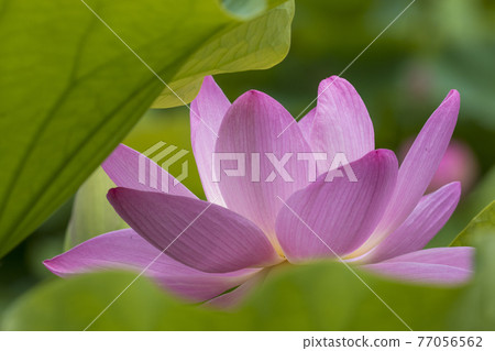 Lotus flower Lotus flower 77056562