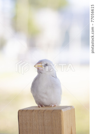 白麻雀小雞 白麻雀小雞 77056615