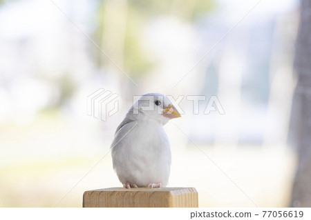 白麻雀小雞 白麻雀小雞 77056619