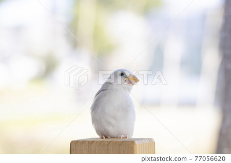 白麻雀小雞 白麻雀小雞 77056620