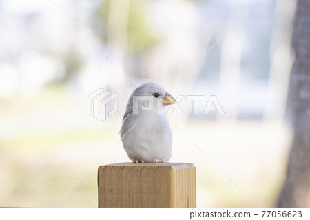 白麻雀小雞 白麻雀小雞 77056623