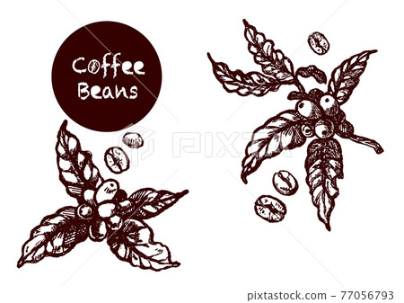 Hand drawn illustration of coffee beans and coffee cherries. 77056793