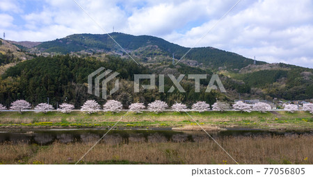 Cherry blossoms and country road Cherry blossoms and country road 77056805