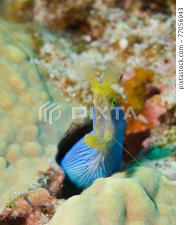 Yawning Ribbon eel Yawning Ribbon eel 77056943