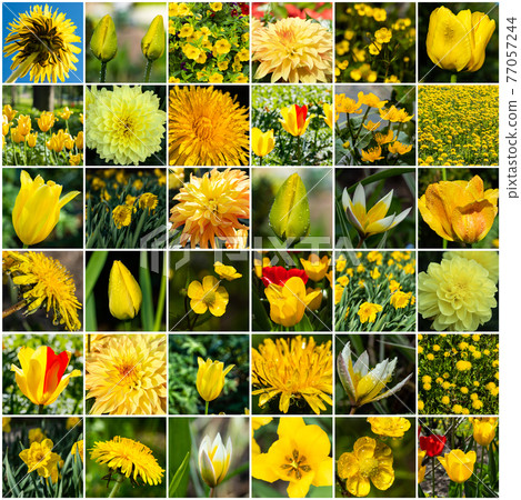 Collage with many images of different yellow flowers. Full size. Collage with many images of different yellow flowers. Full size. 77057244
