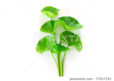 Closeup leaf of Gotu kola, Asiatic pennywort, Indian pennywort on white background, herb and medical concept, selective focus 77057291
