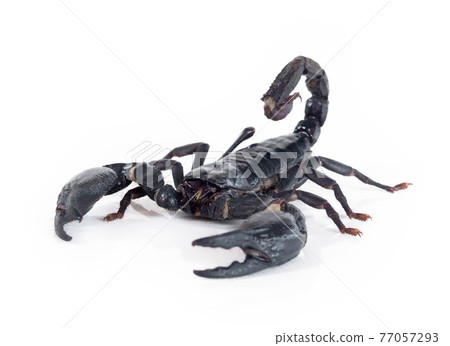 Emperor scorpion isolated on white background 77057293