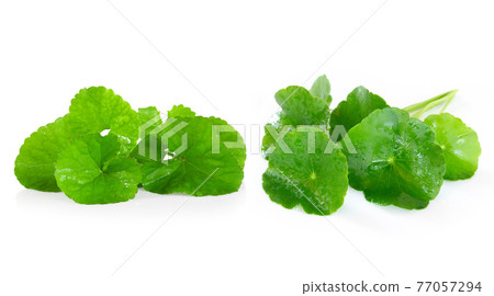 Gotu kola Leaf, Asiatic pennywort, Indian pennywort on white background, herb and medical concept 77057294