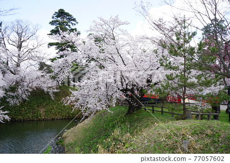 Hirosaki Castle, a famous place for cherry blossoms Hirosaki Castle, a famous place for cherry blossoms 77057602