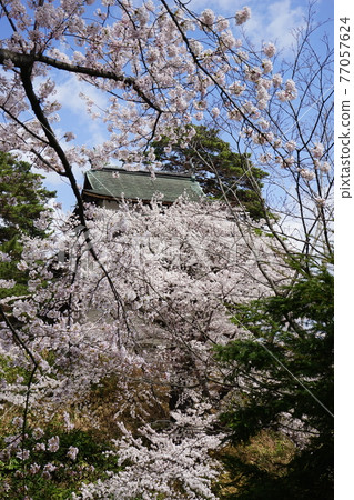 Hirosaki Castle, a famous place for cherry blossoms Hirosaki Castle, a famous place for cherry blossoms 77057624