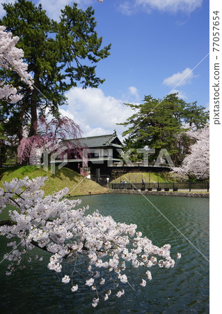 櫻花名勝弘前城 77057654