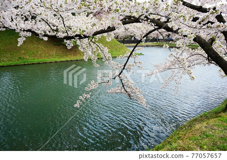 櫻花名勝弘前城 77057657