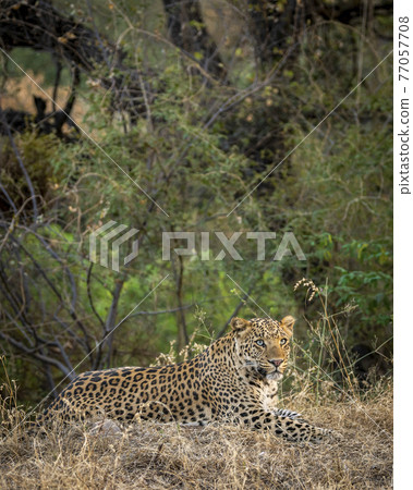 Indian wild male leopard or panther in natural green background during outdoor jungle safari at jhalana forest or leopard reserve jaipur rajasthan india - panthera pardus fusca Indian wild male leopard or panther in natural green background during outdoor jungle safari at jhalana forest or leopard reserve jaipur rajasthan india - panthera pardus fusca 77057708
