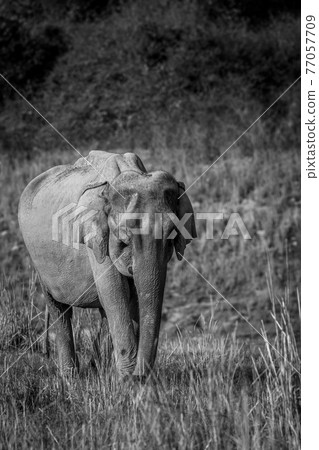 wild asian elephant or tusker walking head on in black and white at dhikala zone of jim corbett national park uttarakhand india - Elephas maximus indicus wild asian elephant or tusker walking head on in black and white at dhikala zone of jim corbett national park uttarakhand india - Elephas maximus indicus 77057709