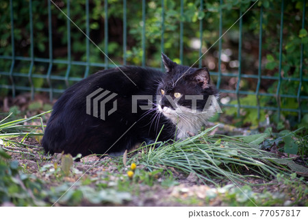 Portrait of black and white cat sitting in the street 77057817