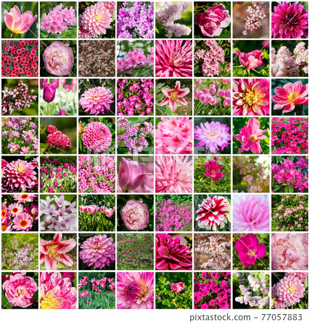 Collage with many images of different pink flowers. Full size. Collage with many images of different pink flowers. Full size. 77057883