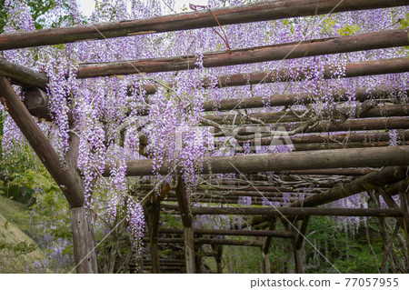 柳園紫藤架 柳園紫藤架 77057955
