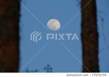樹木傍晚的月亮（13個夜晚的月亮，12歲）・ 2021年4月24日 77058156
