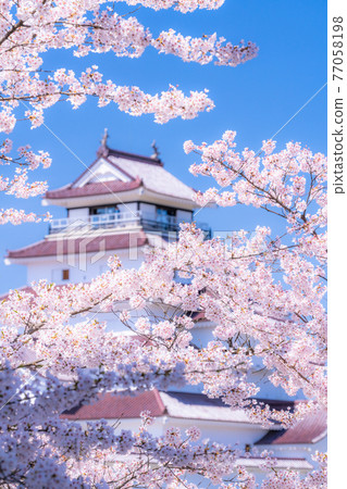 《福島縣》櫻花盛開,敦賀城《聚焦櫻花》 《福島縣》櫻花盛開,敦賀城《聚焦櫻花》 77058198