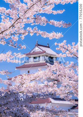 《福島縣》櫻花盛開,敦賀城《聚焦櫻花》 《福島縣》櫻花盛開,敦賀城《聚焦櫻花》 77058200