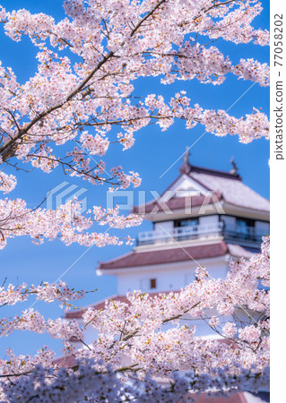 《Fukushima Prefecture》 Cherry blossoms in full bloom, Tsuruga Castle 《Focus on cherry blossoms》 77058202