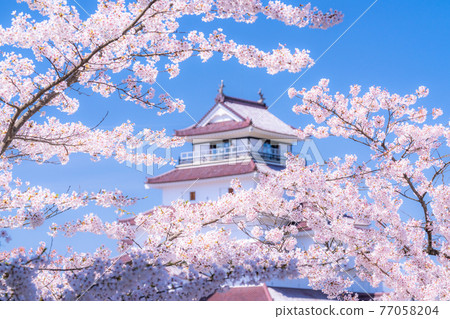 《Fukushima Prefecture》 Cherry blossoms in full bloom, Tsuruga Castle 《Focus on cherry blossoms》 77058204