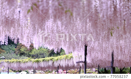 Ashikaga is a flower park wisteria 77058237