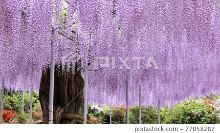 Ashikaga is a flower park wisteria Ashikaga is a flower park wisteria 77058287