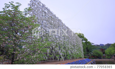 足利是一個花卉公園紫藤 足利是一個花卉公園紫藤 77058365