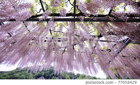 Ashikaga is a flower park wisteria Ashikaga is a flower park wisteria 77058429