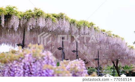 Ashikaga is a flower park wisteria Ashikaga is a flower park wisteria 77058514