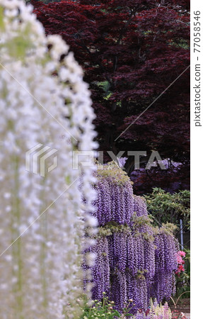 Ashikaga is a flower park wisteria Ashikaga is a flower park wisteria 77058546