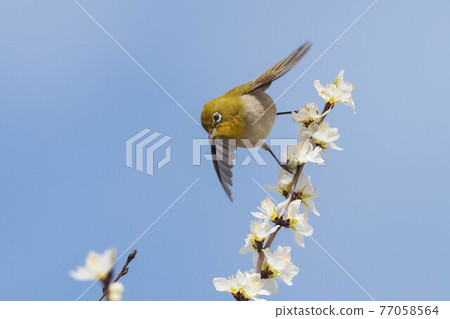 White-eye that came to suck the nectar of flowers 77058564