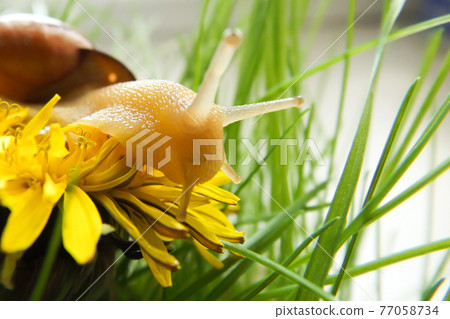 A snail on a yellow dandelion in the green grass. Grape snail close-up. Macro A snail on a yellow dandelion in the green grass. Grape snail close-up. Macro 77058734