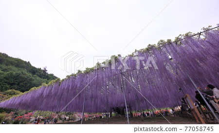 足利是一個花卉公園紫藤 77058745