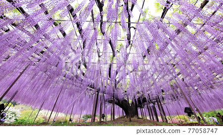 足利是一個花卉公園紫藤 77058747