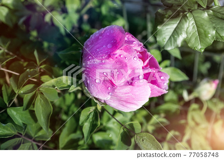 Beautiful close-up detail above view of big red pink peony rose bush wet with dew or rain drops blossoming at backyard garden on bright summer day. Yard flower decoration and landscaping design 77058748