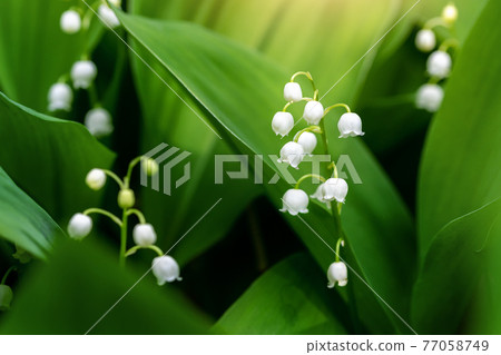 Close-up detail macro view of growing Lily of the valley flower. Convallaria majalis wild plant in garden or forest. Delicate small bell blossom beauty against fresh green leaves background sunny day 77058749