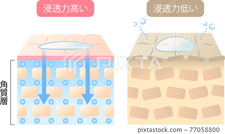 skin, vector, vectors - Stock Illustration [77058800] - PIXTA