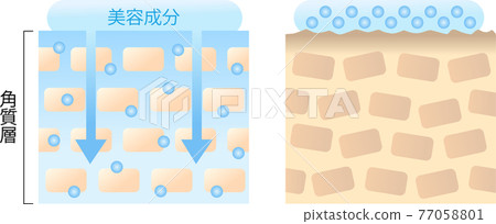 Cross section of skin with high penetration and skin with low penetration 77058801