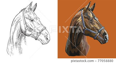 Vector illustration portrait of sports thoroughbred horse 77058880