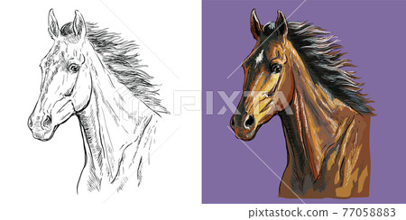 Vector illustration portrait of horse with a flowing mane Vector illustration portrait of horse with a flowing mane 77058883