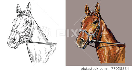 Vector illustration portrait of horse in the bridle Vector illustration portrait of horse in the bridle 77058884