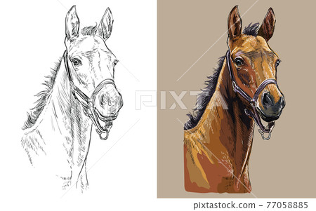Vector illustration portrait of colt in the halter 77058885
