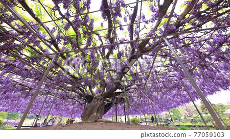 Ashikaga is a flower park wisteria Ashikaga is a flower park wisteria 77059103