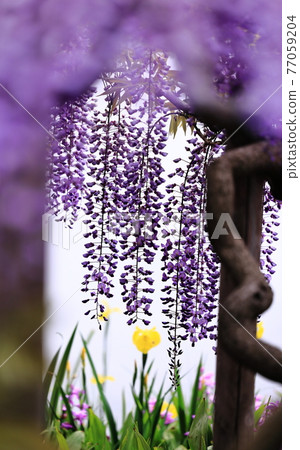Ashikaga is a flower park wisteria Ashikaga is a flower park wisteria 77059204