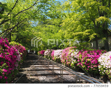 Higashiyama, Kyoto, Hirado Tsutsuji of Munetada Shrine 77059459