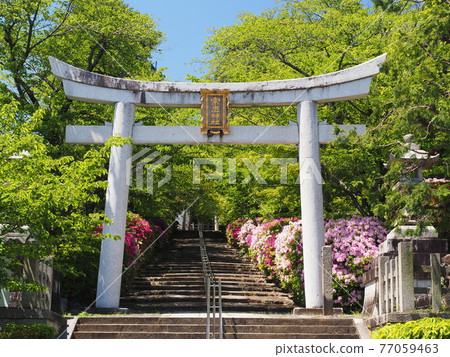 Higashiyama, Kyoto, Hirado Tsutsuji of Munetada Shrine 77059463